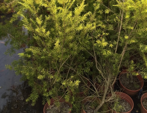 這種能開花的柳樹名為“串錢柳”,紅彤彤,盆栽放屋裡格外喜慶 這種能開花的柳樹名為“串錢柳”,紅彤彤,盆栽放屋裡格外喜慶