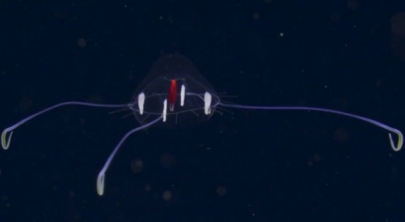 蒙特利灣水族館研究所2021年珍稀深海生物攝影盤點