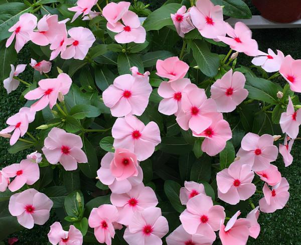 元旦前後養草花當首選這3樣,花色繁雜,好打理,可輕鬆擁有花海 元旦前後養草花當首選這3樣,花色繁雜,好打理,可輕鬆擁有花海