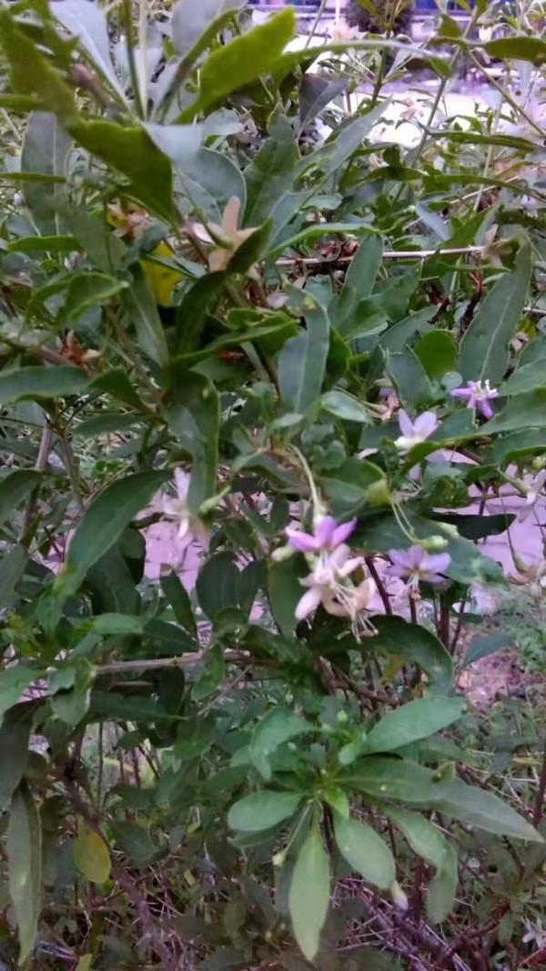 枝繁本是仙人杖,根老新成瑞犬形——金秋枸杞紅 枝繁本是仙人杖,根老新成瑞犬形——金秋枸杞紅