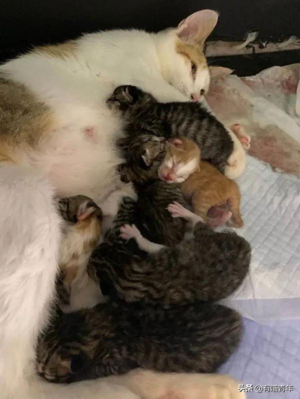 “喜當爹!好傢伙生了8只小奶貓!” “喜當爹!好傢伙生了8只小奶貓!”