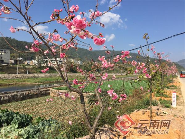 雲南通海：高大河畔百花爭妍美如畫