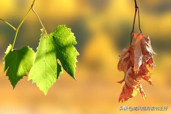 《誰不曾孤立無援，誰不曾遍體鱗傷》：感悟生命裡的溫度