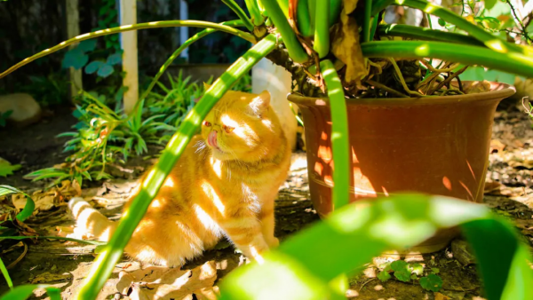 古有“竹林七賢”今有“觀復七閒” 古有“竹林七賢”今有“觀復七閒”