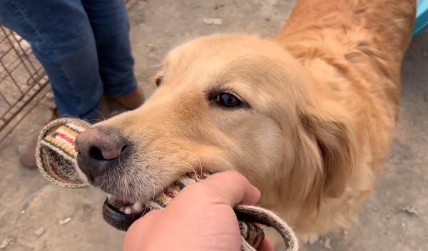 山東:狗市裡靈性金毛叼著牽引繩繞車轉,大哥:10萬,我都沒賣 山東:狗市裡靈性金毛叼著牽引繩繞車轉,大哥:10萬,我都沒賣
