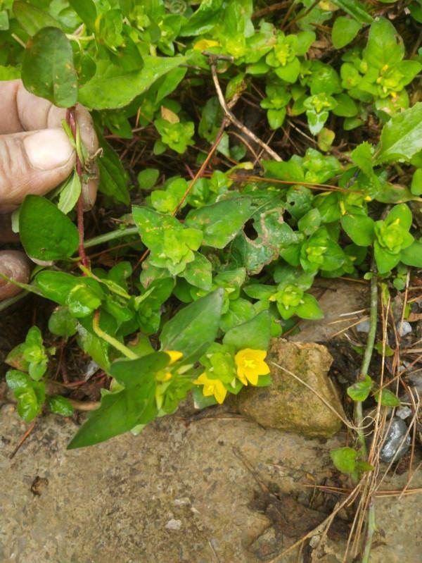 《中國大百科全書（第2版）》讀書筆記02642-報春花科