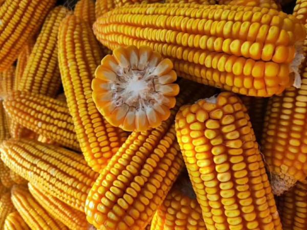 漲40！東北港口率先拉漲