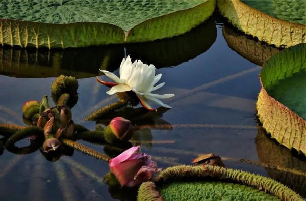 分享圖片，猶如曇花一現的王蓮開花，各種顏色，各種姿態大全