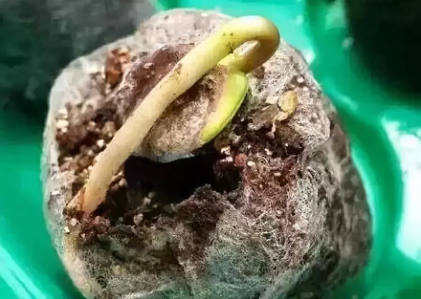 文玩還是要盤的，不盤就發芽了