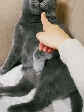 用鼻子蹭你相當於親吻?貓:人類,你們還是太年輕了 用鼻子蹭你相當於親吻?貓:人類,你們還是太年輕了