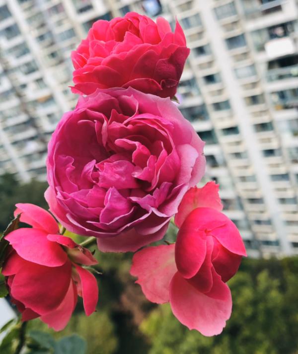 家裡有院子,建議養這5種花,高階的私家花園至少養一種 家裡有院子,建議養這5種花,高階的私家花園至少養一種