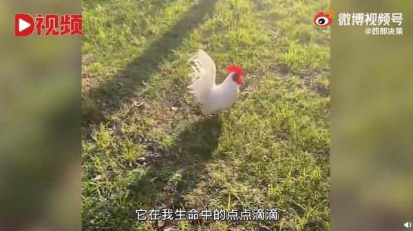 一隻陪主人走出抑鬱症的公雞：給它取名好運，帶我開啟新世界大門