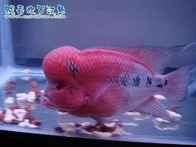 要想延年益壽,帶你去海底世界,欣賞一下美麗的珊瑚礁和珊瑚魚 要想延年益壽,帶你去海底世界,欣賞一下美麗的珊瑚礁和珊瑚魚