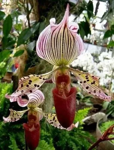 長得像拖鞋的兜蘭,你見過嗎? 長得像拖鞋的兜蘭,你見過嗎?