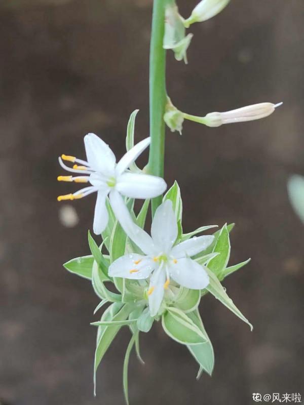 新房裝修完,養盆“天然淨化器”,淨化空氣身體棒 新房裝修完,養盆“天然淨化器”,淨化空氣身體棒