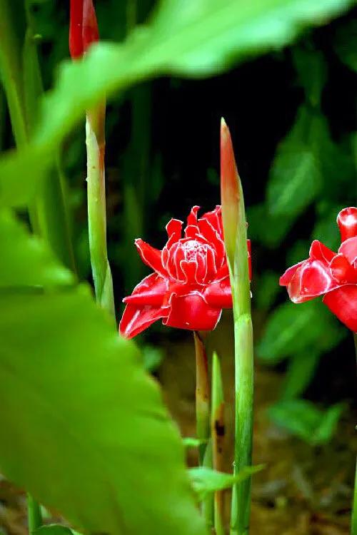 美麗的瓷玫瑰～獻給2022年元旦