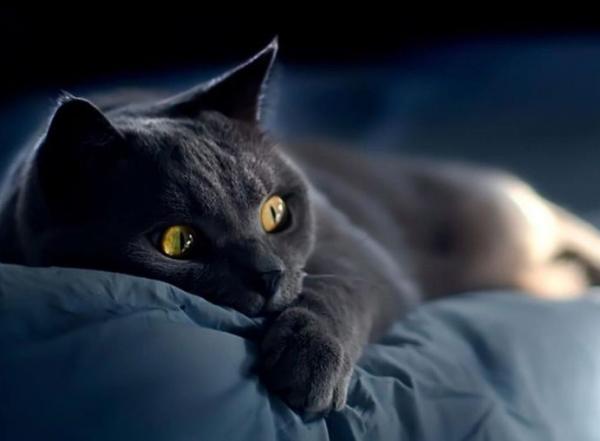 貓界排行榜之懂事的貓，它們不會忘恩負義