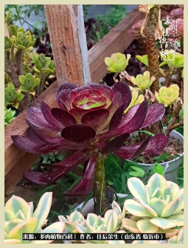 北方有多肉,絕世而獨立!一顧傾人城,再顧傾人國 北方有多肉,絕世而獨立!一顧傾人城,再顧傾人國