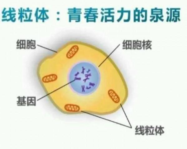 學習強國生物類（有絲分裂/線粒體/細胞膜）題目區分技巧，學起來