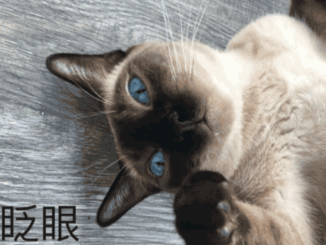 這些貓為了保護主人，可以連命都不要，太有安全感了