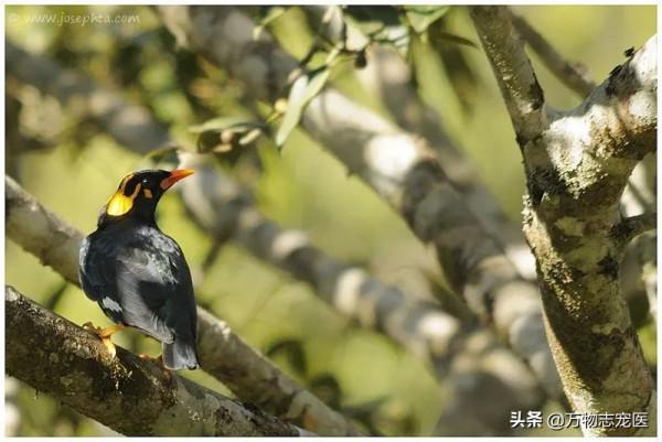 國內十大常見寵物鳥一覽,哪一種是你的最愛? 國內十大常見寵物鳥一覽,哪一種是你的最愛?