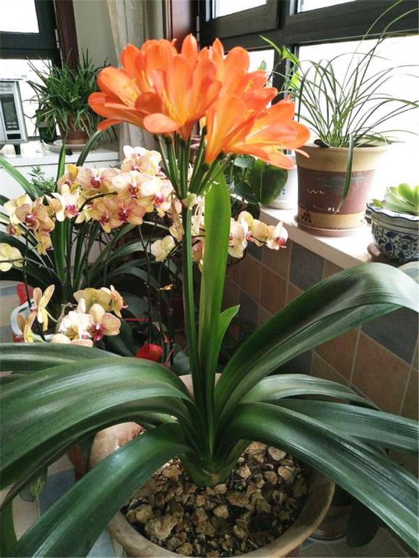 公認的“八種旺財花”,適合養在家裡,不僅寓意好,還很養人 公認的“八種旺財花”,適合養在家裡,不僅寓意好,還很養人