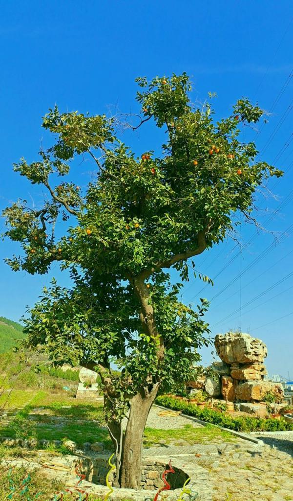 博山金秋紅葉美