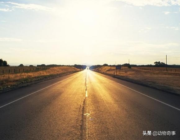 鬼精的流浪狗毛蛋的故事 鬼精的流浪狗毛蛋的故事