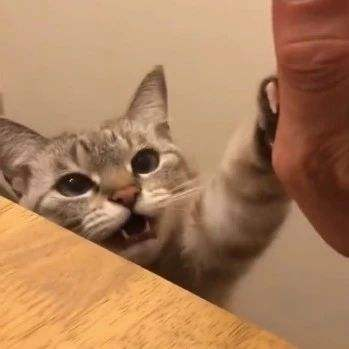 6臺春晚群芳爭豔：唐嫣劉海翻車，張雨綺鑽飾搶鏡，AB像大頭娃娃