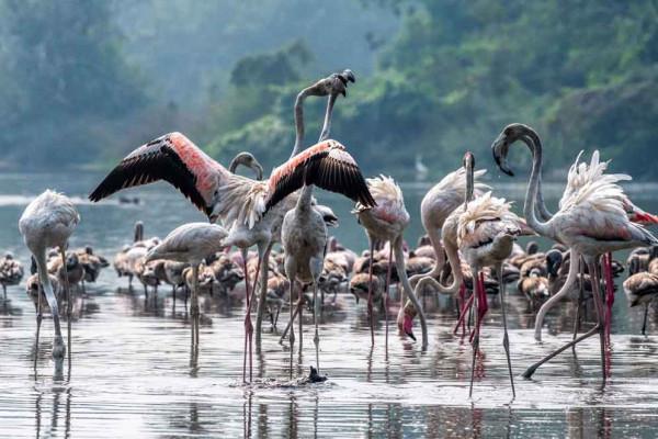 印度新孟買現火烈鳥群 水邊開心追逐打鬧