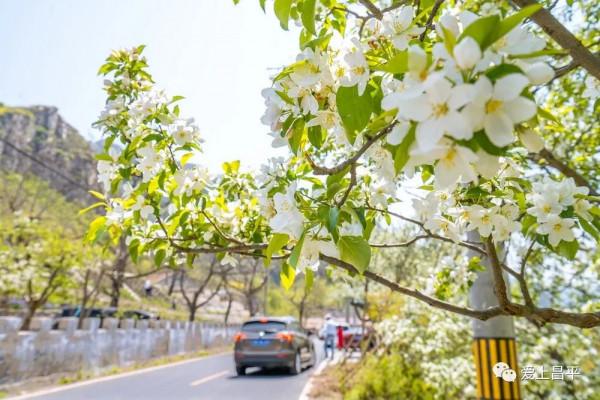 2021年北京“最美鄉村路”出爐!昌平這兩條路上榜! 2021年北京“最美鄉村路”出爐!昌平這兩條路上榜!