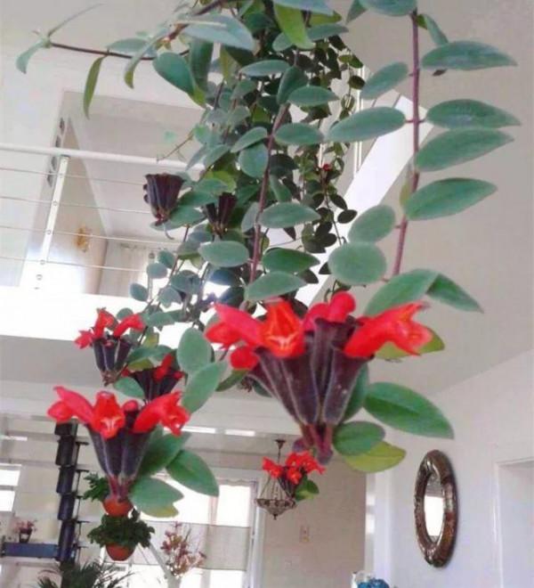 家裡光線差，就養17種“陰性花”，漂亮有格調，貴氣又吉利