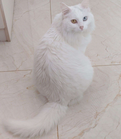 為什麼越來越多人養&OpenCurlyDoubleQuote;中華大白貓&rdquo;？網友：養了就不想換貓了