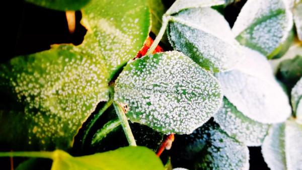 北京紫竹院公園初冬的水中倒影彷彿水墨畫