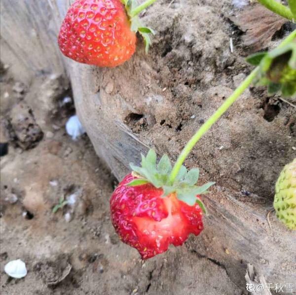 種草莓,做好這6步,顏色通紅,甜過奶油 種草莓,做好這6步,顏色通紅,甜過奶油