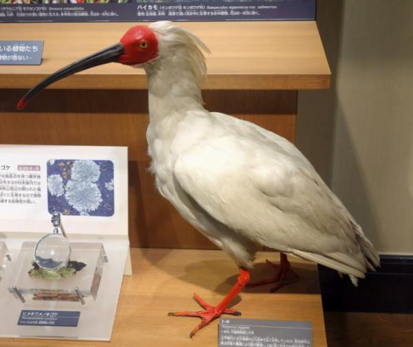 打死一隻判十年！各國朱䴉相繼滅絕，我國如何從7只增到4000只？