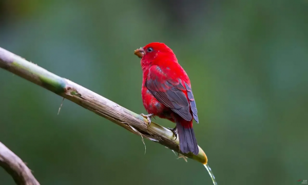 珍稀鳥兒60種，喜歡的來看了