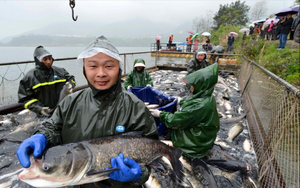 百色水庫:蓄水16年養出“一身病”,以魚保水“對症下藥”? 百色水庫:蓄水16年養出“一身病”,以魚保水“對症下藥”?