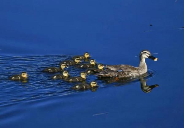 我與斑嘴鴨的情緣
