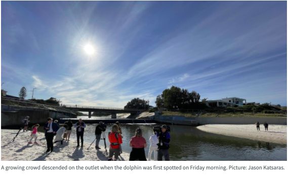 澳大利亞一海豚被困河口!當場表演後空翻和跳躍 澳大利亞一海豚被困河口!當場表演後空翻和跳躍