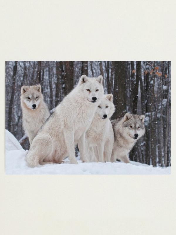 作為最古老犬種之一,薩摩耶真的不是北極狼(白狼)的後代嗎? 作為最古老犬種之一,薩摩耶真的不是北極狼(白狼)的後代嗎?