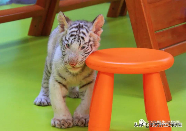 大爆料丨與萌虎來一場新年的約會 大爆料丨與萌虎來一場新年的約會