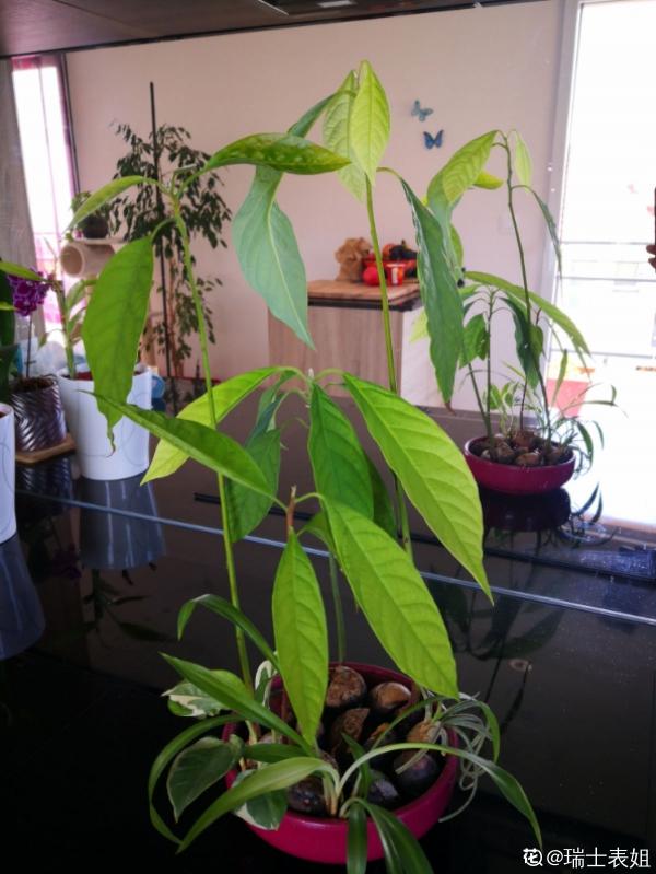 1粒種子幾塊錢，掌握6個養護方法，結出的果實可達幾百塊