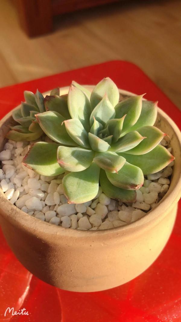 肉肉小白的苦惱