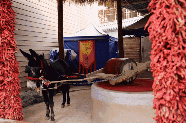 馬看上去處處比驢強，為何至今無法取代驢？驢到底有何特殊能力？