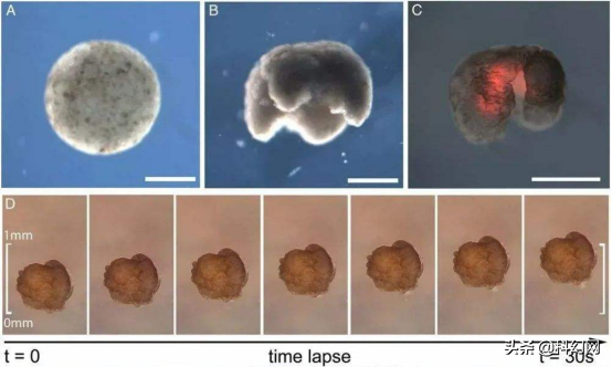 可實現自我繁殖！全球首個活體機器人誕生
