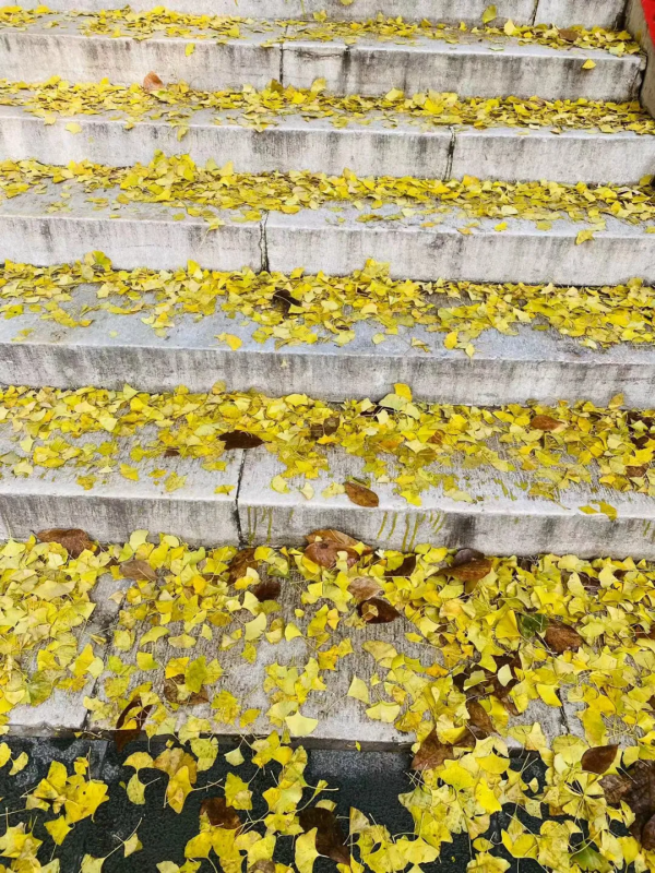 金燦燦銀杏香,尋秋潭柘寺! 金燦燦銀杏香,尋秋潭柘寺!