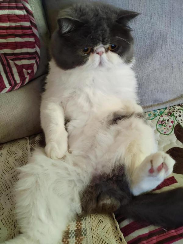 論貓咪帶給你的快樂 論貓咪帶給你的快樂