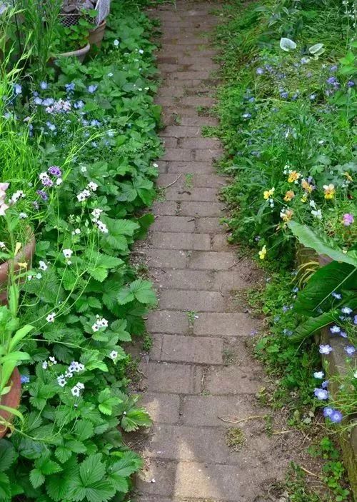 花園鑲邊，增加植物層次，豐富花園景觀