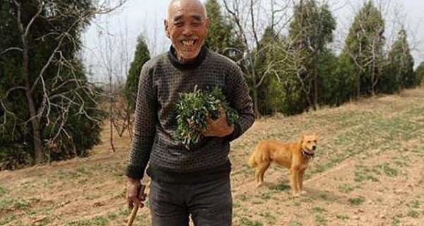 龔清孝，吃草上癮得以賺錢、娶媳婦，34年吃了40噸草：我就喜歡吃